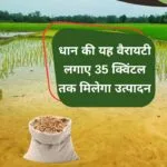 धान की किस्म