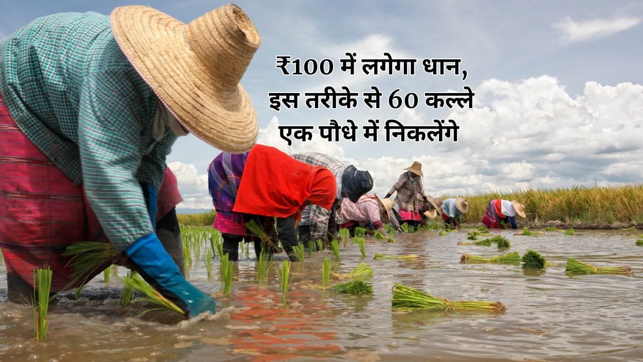 बिना मजदूर के धान की रोपाई