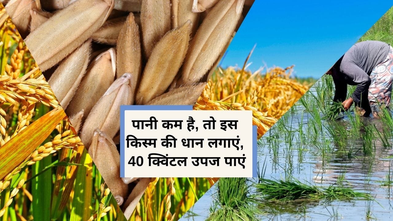 कम पानी में उगने वाली धान की किस्म
