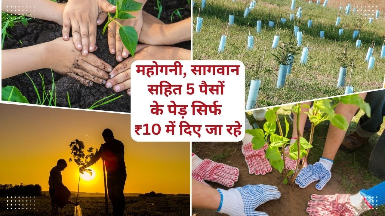 इन लोगो को एक पेड़ ₹10 में मिलेगा