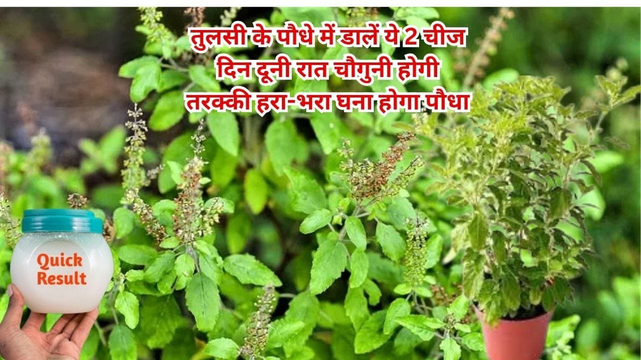 Gardening Tips: तुलसी के पौधे में डालें ये 2 चीज, दिन दूनी रात चौगुनी होगी तरक्की हरा-भरा खूब घना होगा पौधा, जाने नाम