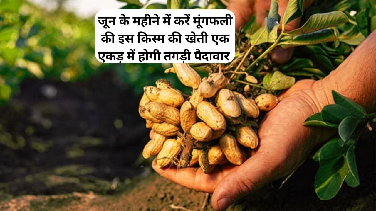 जून के महीने में करें मूंगफली की इस किस्म की खेती, एक एकड़ में होगी तगड़ी पैदावार के साथ छप्परफाड़ कमाई, जाने नाम