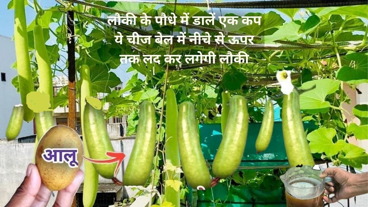 Gardening Tips: लौकी के पौधे में डालें एक कप ये चमत्कारी चीज, बेल में नीचे से ऊपर तक लद कर लगेगी अनगिनत लौकी, जाने नाम