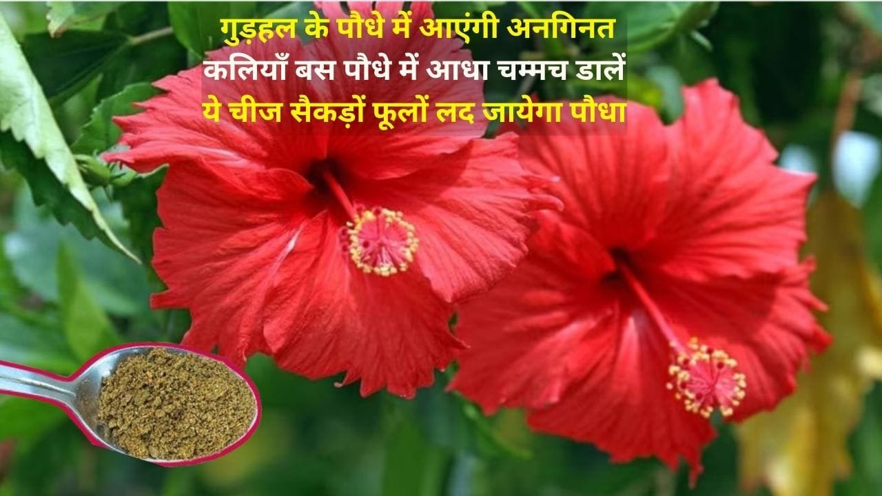 Gardening tips: गुड़हल के पौधे में आएंगी अनगिनत कलियाँ, बस पौधे में आधा चम्मच डालें ये चीज सैकड़ों फूलों लद जायेगा पौधा, जाने नाम