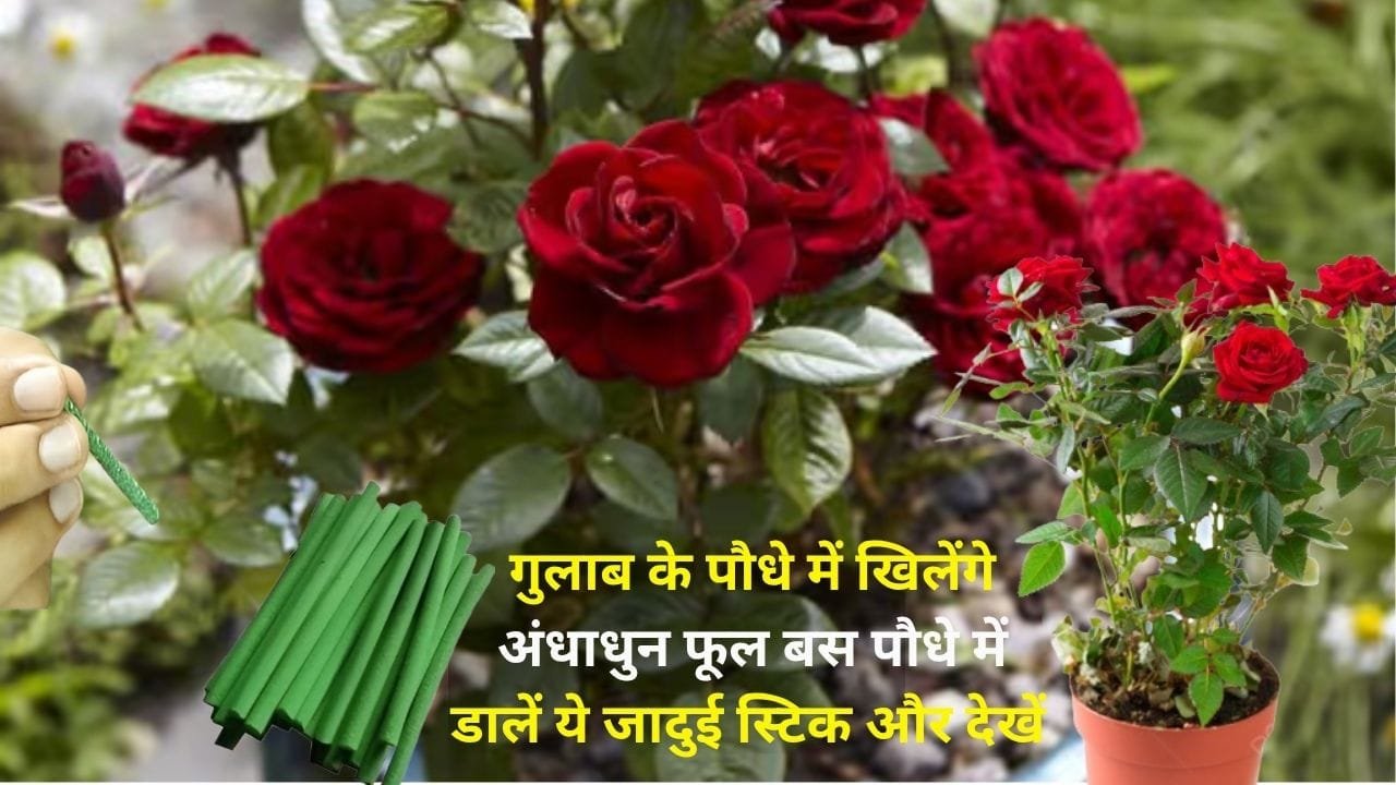 Gardening Tips: गुलाब के पौधे में खिलेंगे अंधाधुन फूल, बस पौधे में डालें ये जादुई स्टिक और देखें जादू माली ने बताया पौधे से फूल लेने का राज