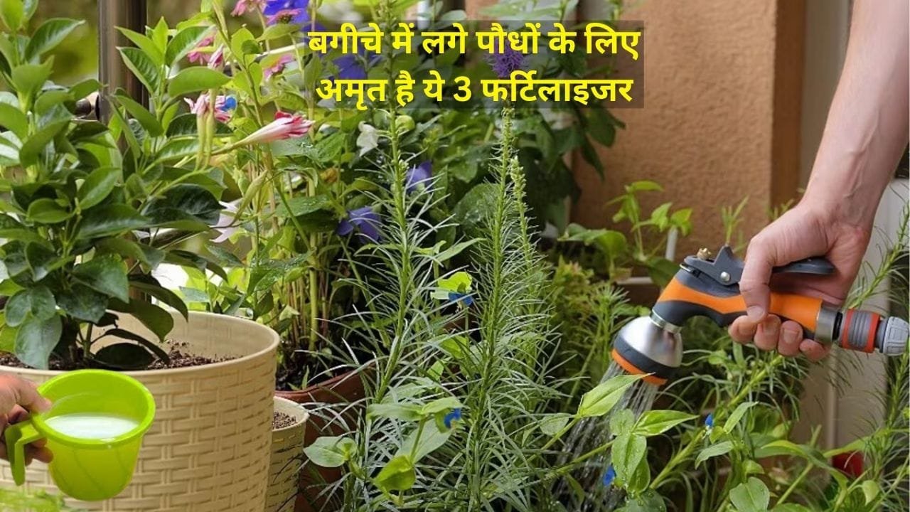 Gardening Tips: बगीचे में लगे पौधों के लिए अमृत है ये 3 फर्टिलाइजर, एकबार करें इस्तेमाल पौधों में फूल और फलों की होगी भरमारGardening Tips: बगीचे में लगे पौधों के लिए अमृत है ये 3 फर्टिलाइजर, एकबार करें इस्तेमाल पौधों में फूल और फलों की होगी
