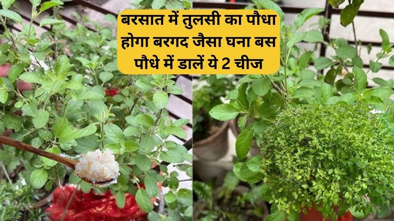 Gardening tips: बरसात में तुलसी का पौधा होगा बरगद जैसा घना, बस पौधे में डालें ये 2 चीज माली भी नहीं बताएगा पौधे को ऐसा घना बनाने का राज