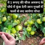 Gardening tips:  ये 1 रूपए की चीज अमरूद के पौधे में फूंक देगी हरी भरी जान, गुच्छों में स्वादिष्ट फलों से लद जायेगा पौधा, जाने नाम