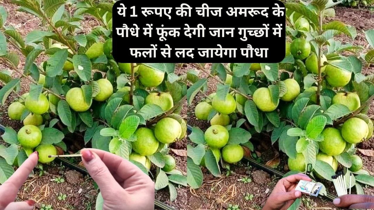 Gardening tips:  ये 1 रूपए की चीज अमरूद के पौधे में फूंक देगी हरी भरी जान, गुच्छों में स्वादिष्ट फलों से लद जायेगा पौधा, जाने नाम