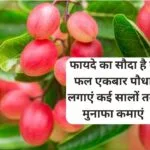 किसानों के लिए डबल फायदे का तगड़ा सौदा है ये फल, एकबार पौधा लगाएं कई सालों तक मुनाफा कमाएं मार्केट में है बहुत डिमांड, जाने नाम