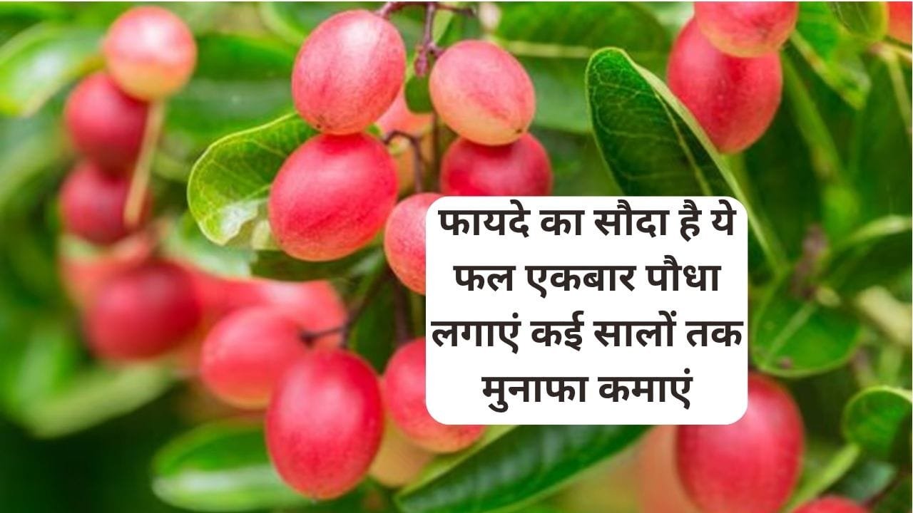 किसानों के लिए डबल फायदे का तगड़ा सौदा है ये फल, एकबार पौधा लगाएं कई सालों तक मुनाफा कमाएं मार्केट में है बहुत डिमांड, जाने नाम
