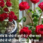 Gardening Tips: गुलाब के पौधे में डालें किचन में रखी ये 2 चीज, मरते पौधे में भी खिलने लगेंगे अनगिनत फूल डबल स्पीड से बढ़ेगा पौधा, जाने नाम