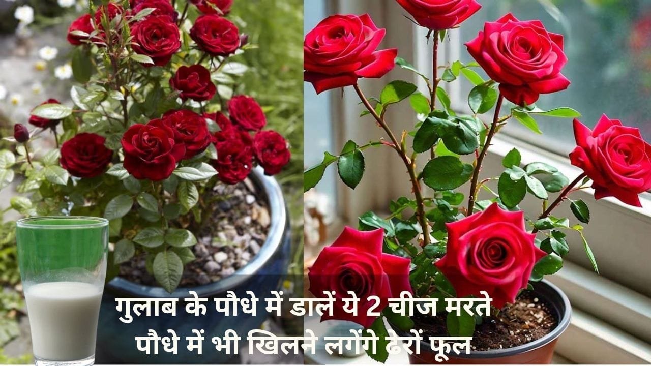 Gardening Tips: गुलाब के पौधे में डालें किचन में रखी ये 2 चीज, मरते पौधे में भी खिलने लगेंगे अनगिनत फूल डबल स्पीड से बढ़ेगा पौधा, जाने नाम
