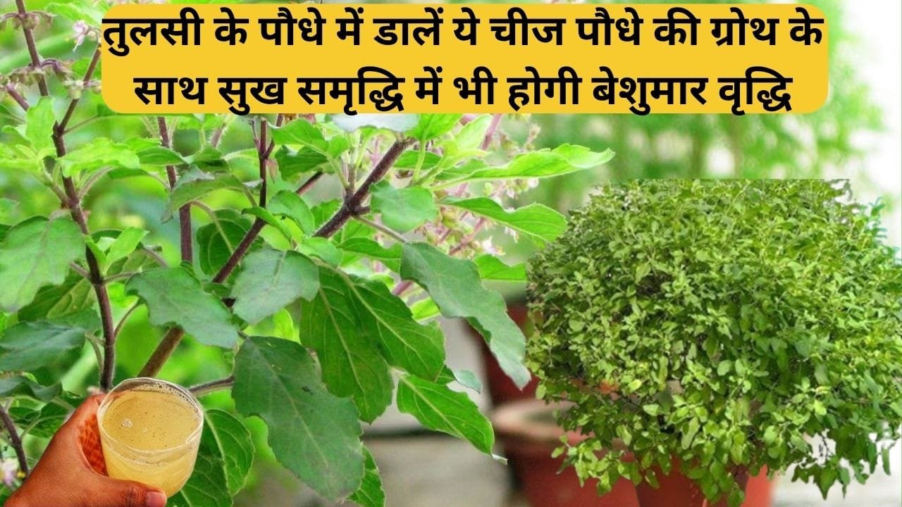 Gardening Tips: तुलसी के पौधे में डालें रसोई में रखी ये चीज का पानी, पौधे की ग्रोथ के साथ सुख समृद्धि में भी होगी बेशुमार वृद्धि, जाने नाम