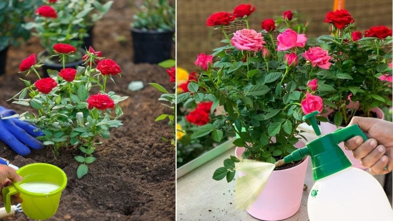 Gardening tips: गुलाब के पौधे में कीड़ों का आतंक होगा खत्म, किचन में रखी ये चीज बस पौधे में डालें बड़े-बड़े गुच्छों में फूलों से लदा रहेगा पौधा, जाने नाम