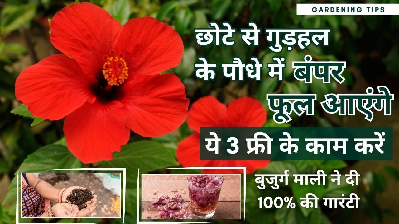 गुड़हल में करें ये 3 फ्री के काम