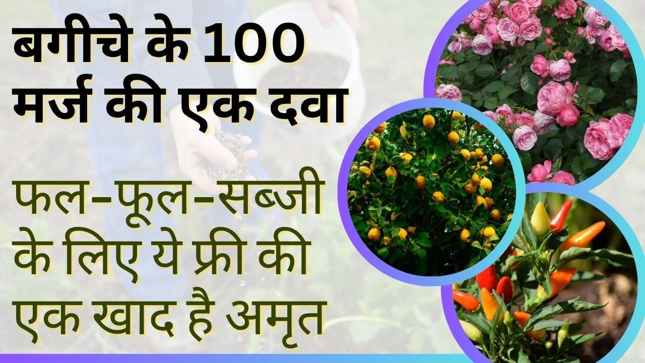 फल-फूल-सब्जी के लिए ये एक खाद