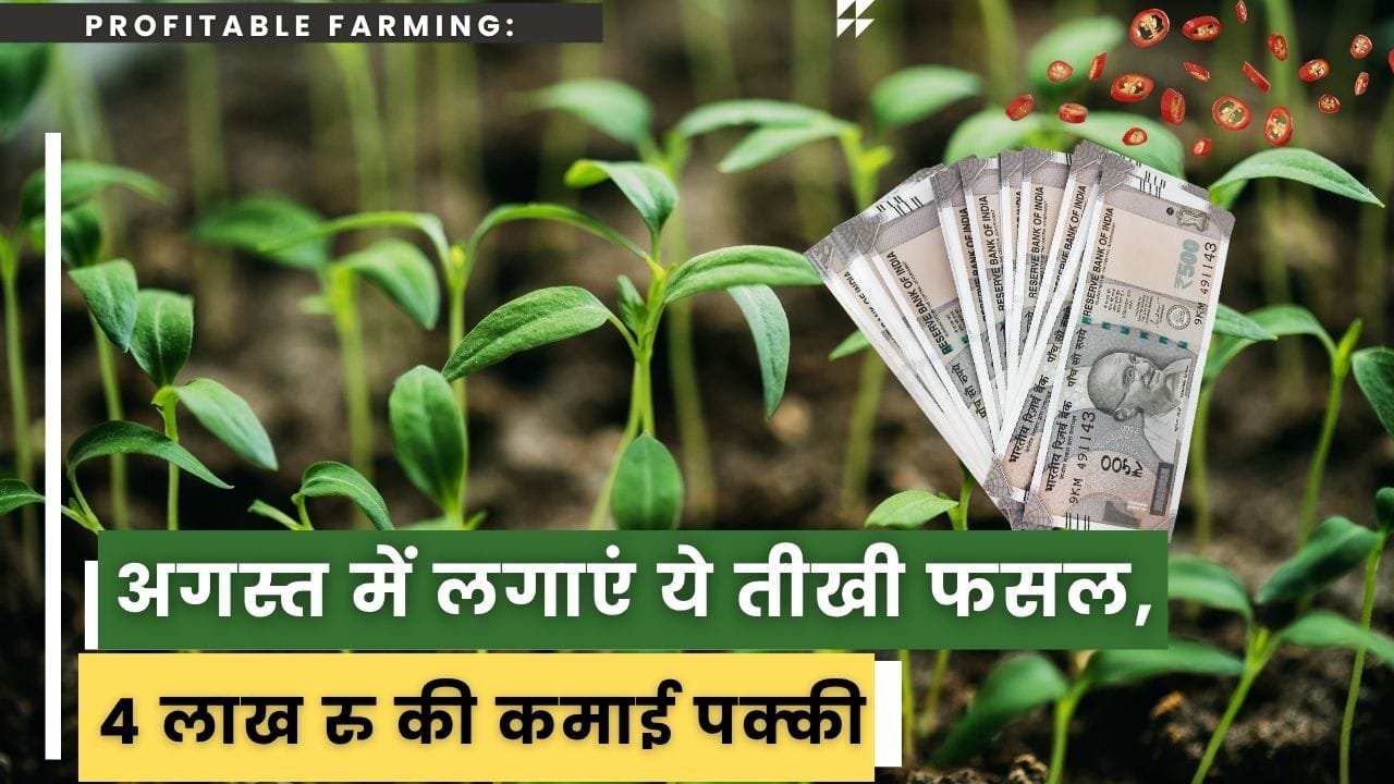 अगस्त में सब्ज़ियों की खेती