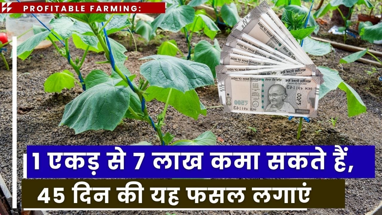 नेट हाउस में खीरा की खेती