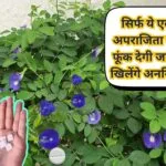 Gardening tips: सिर्फ ये एक गोली अपराजिता के पौधे में फूंक देगी जान, पौधे में खिलेंगे अनगिनत संख्या में फूल, जाने पौधे से फूल लेने का राज