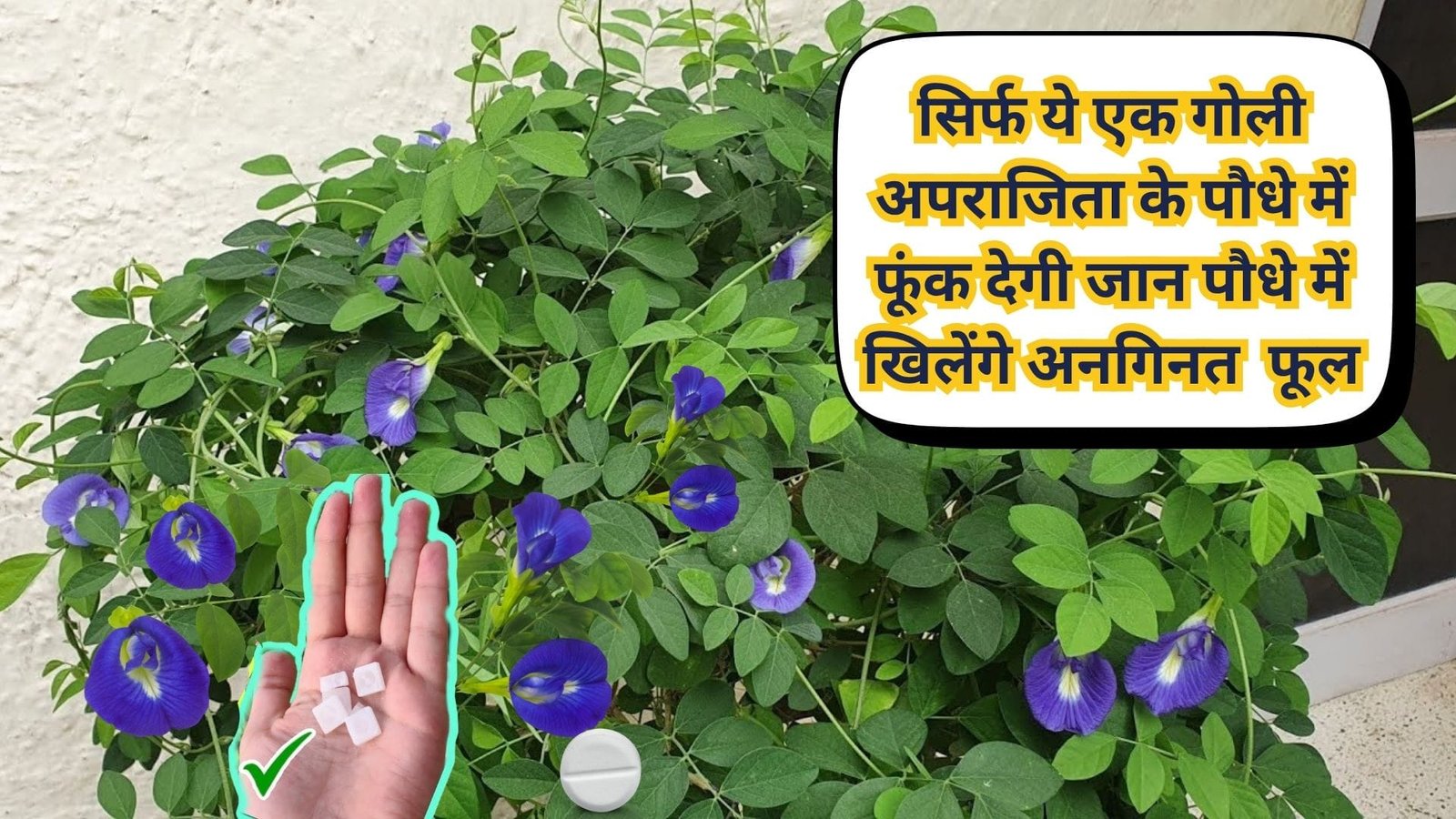 Gardening tips: सिर्फ ये एक गोली अपराजिता के पौधे में फूंक देगी जान, पौधे में खिलेंगे अनगिनत संख्या में फूल, जाने पौधे से फूल लेने का राज