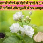Gardening tips: बरसात के मौसम में मोगरे के पौधे में डालें ये 2 चीज, गुच्छों में कलियों और फूलों से भर जाएगा पौधा माली भी करता है स्वयं इस्तेमाल, जाने नाम