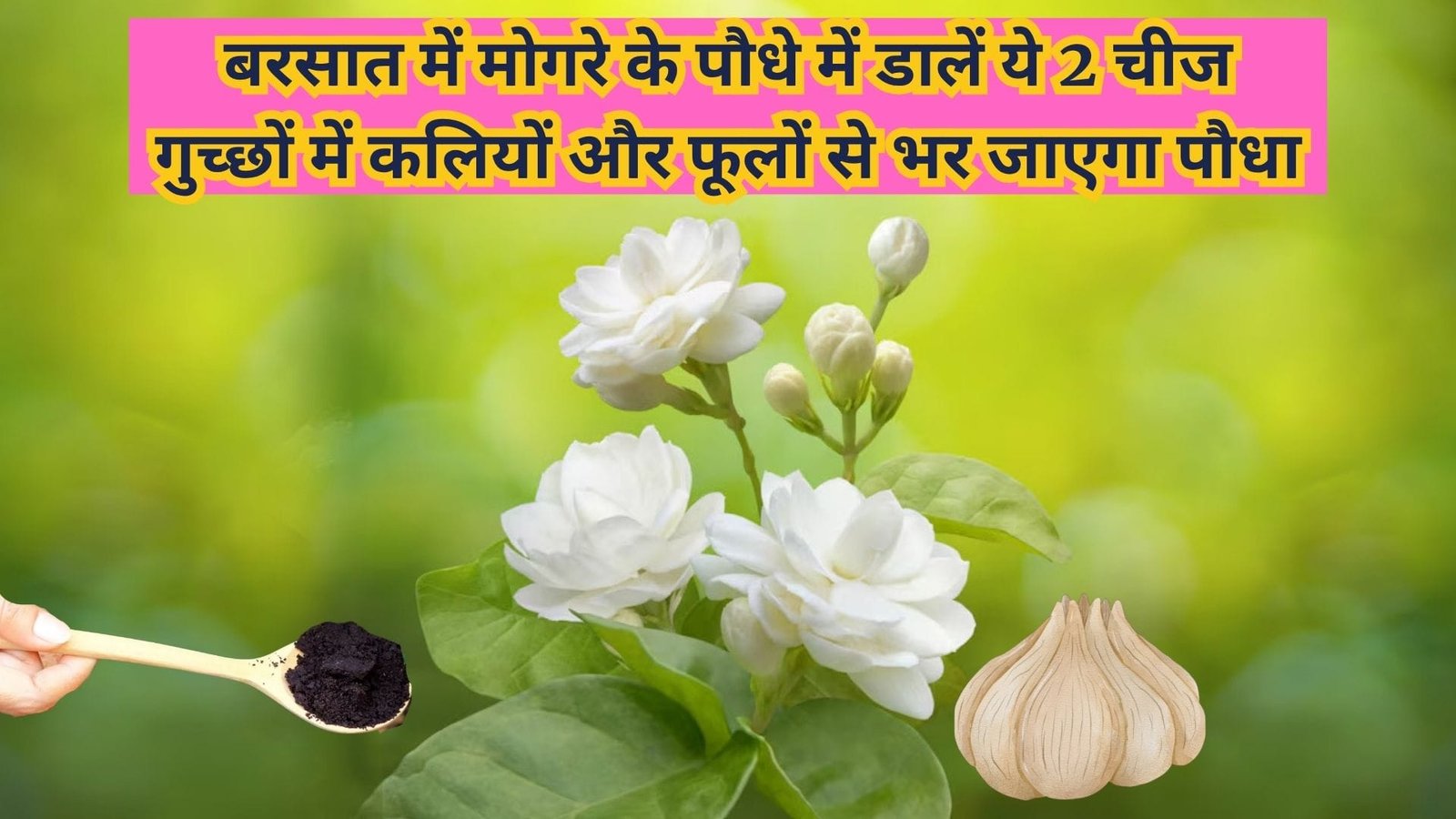 Gardening tips: बरसात के मौसम में मोगरे के पौधे में डालें ये 2 चीज, गुच्छों में कलियों और फूलों से भर जाएगा पौधा माली भी करता है स्वयं इस्तेमाल, जाने नाम