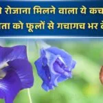 अपराजिता के लिए रसोई से निकलने वाली खाद