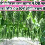 करेले की ये किस्म कम लागत में देगी जबरदस्त मुनाफा, सिर्फ 60 दिनों होगी फसल तैयार खेती से आएंगे 1.5 लाख, जाने नाम