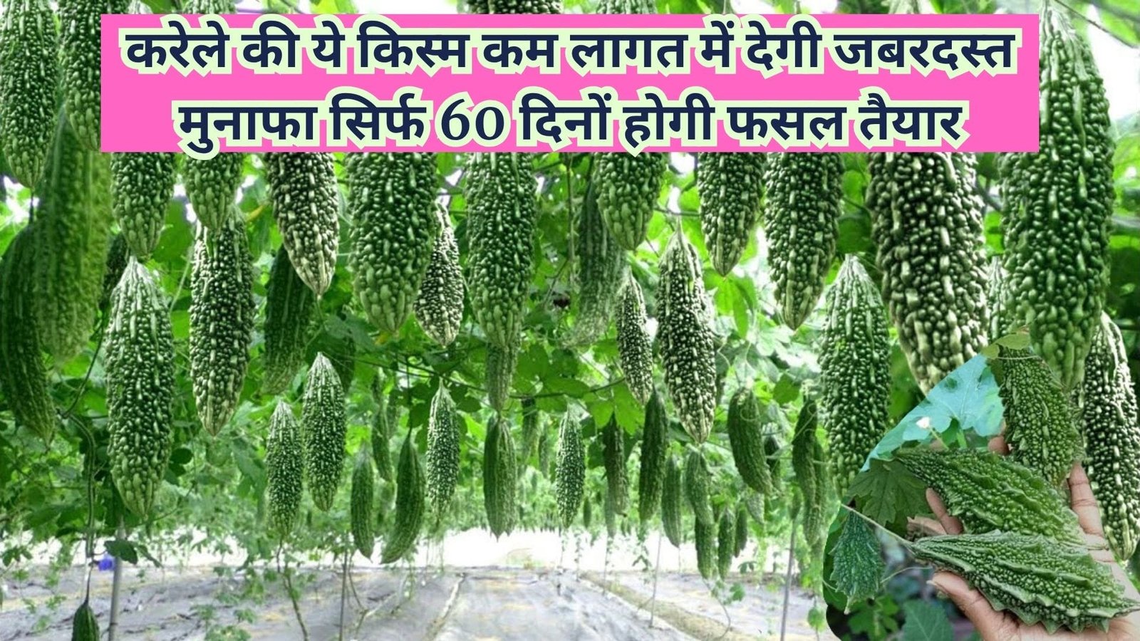 करेले की ये किस्म कम लागत में देगी जबरदस्त मुनाफा, सिर्फ 60 दिनों होगी फसल तैयार खेती से आएंगे 1.5 लाख, जाने नाम