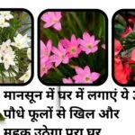 Gardening tips: मानसून में घर में लगाएं ये 3 पौधे, फूलों से खिल और महक उठेगा पूरा घर कम देखरेख में होंगे तैयार, जाने नाम