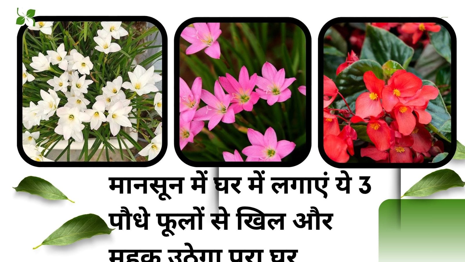 Gardening tips: मानसून में घर में लगाएं ये 3 पौधे, फूलों से खिल और महक उठेगा पूरा घर कम देखरेख में होंगे तैयार, जाने नाम