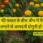 टमाटर के साथ गेंदा और तुलसी