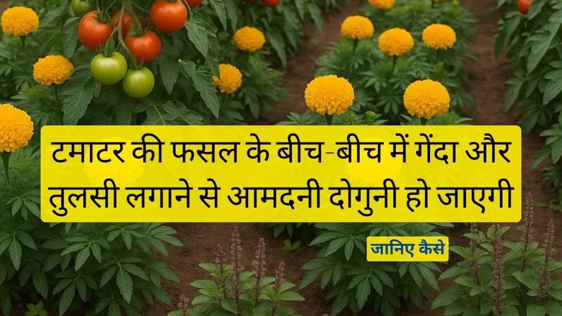 टमाटर के साथ गेंदा और तुलसी