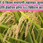धान की ये किस्म मचाएगी तहलका, जुलाई में करें बुआई प्रति हेक्टेयर होगा 60 क्विंटल का उत्पादन मार्केट में है खूब डिमांड, जाने नाम