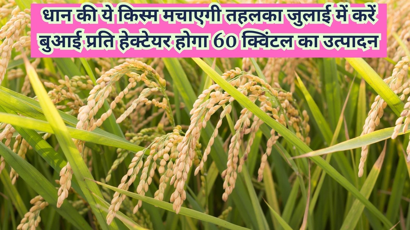 धान की ये किस्म मचाएगी तहलका, जुलाई में करें बुआई प्रति हेक्टेयर होगा 60 क्विंटल का उत्पादन मार्केट में है खूब डिमांड, जाने नाम