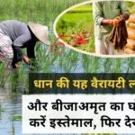 बीजाअमृत क्या है इसका इस्तेमाल कैसे करें?