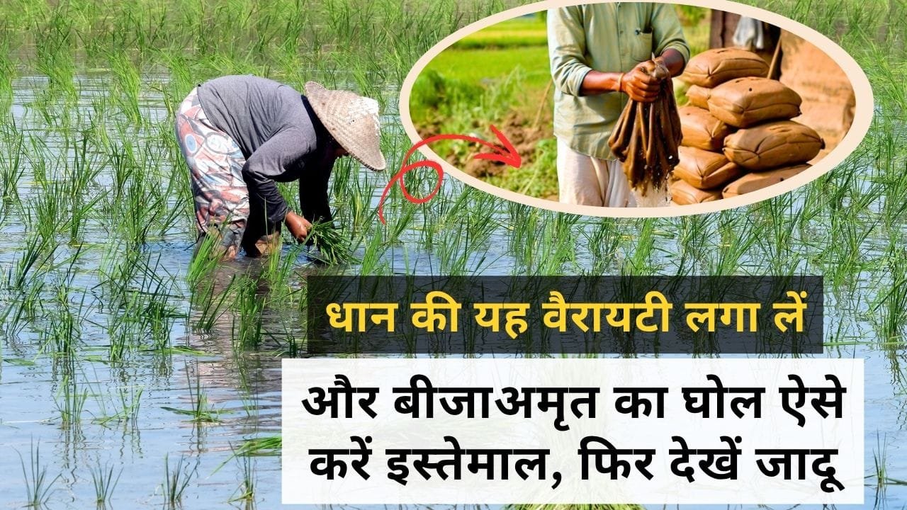 बीजाअमृत क्या है इसका इस्तेमाल कैसे करें?