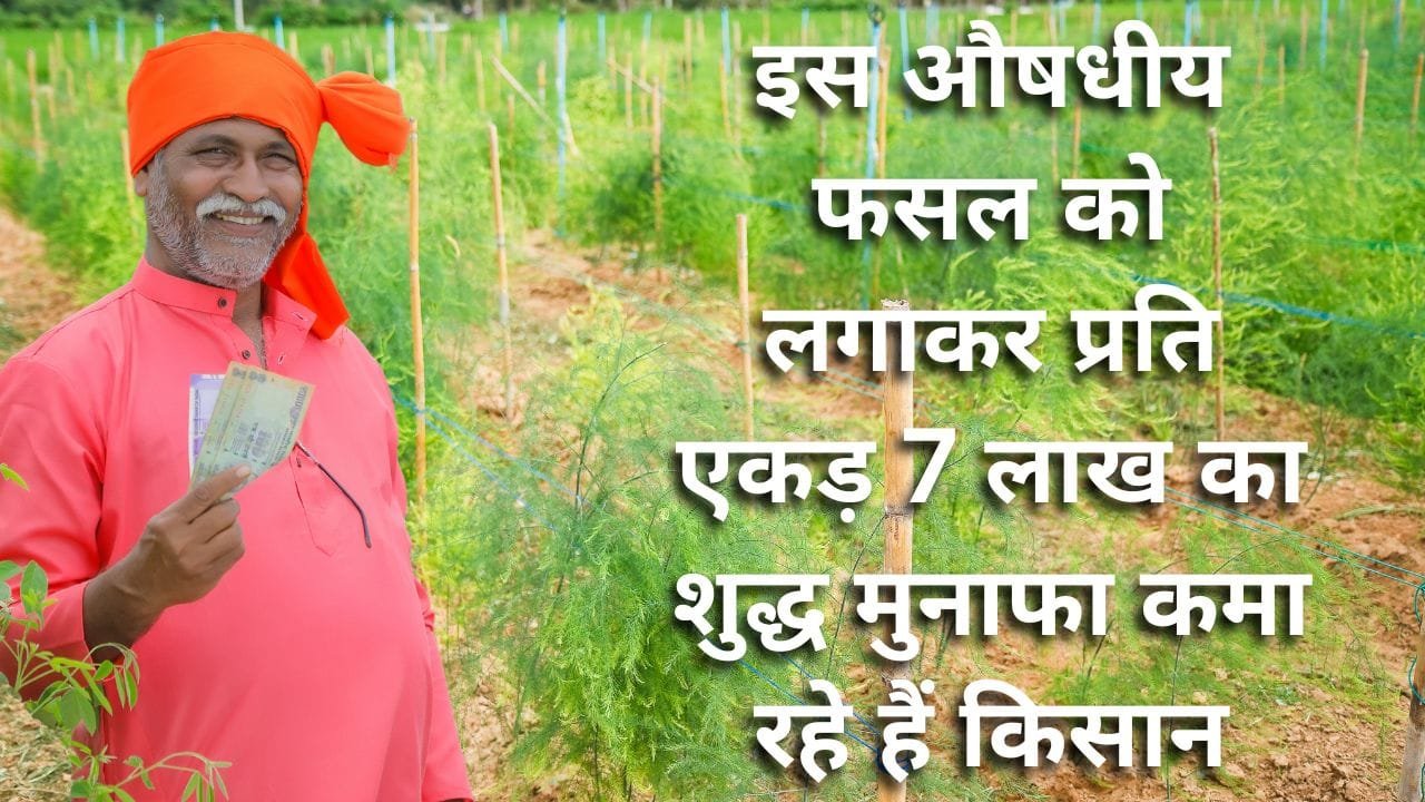 सतावर की खेती