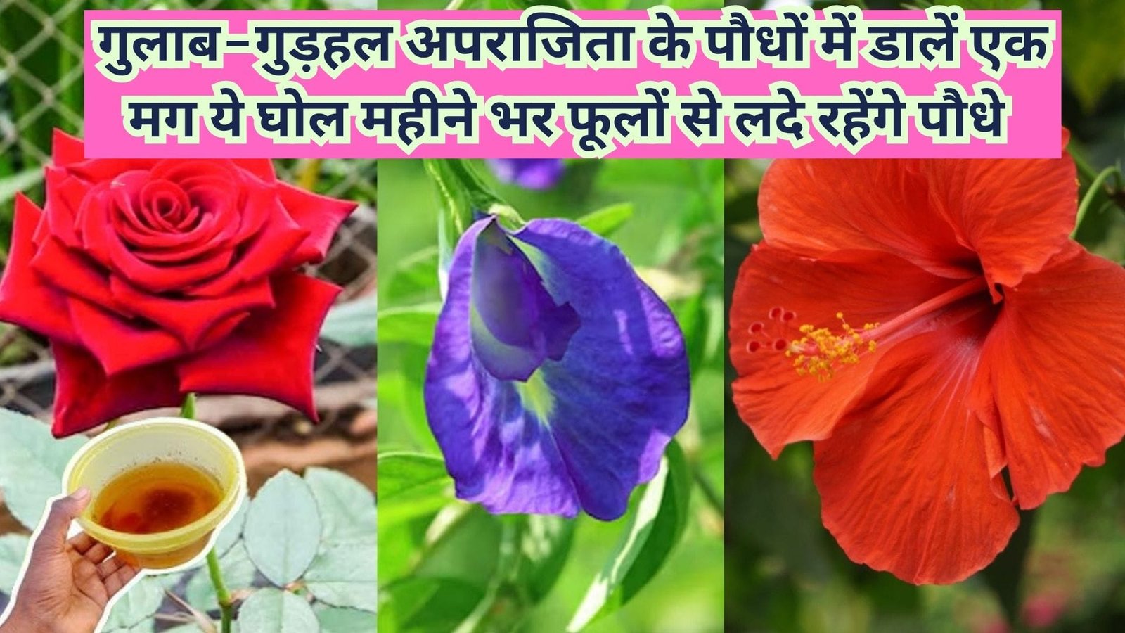 Gardening tips: गुलाब-गुड़हल अपराजिता के पौधों में डालें एक मग ये घोल, महीने भर दूसरी कोई खाद देने की नई पड़ेगी जरूरत फूलों से लदे रहेंगे पौधे