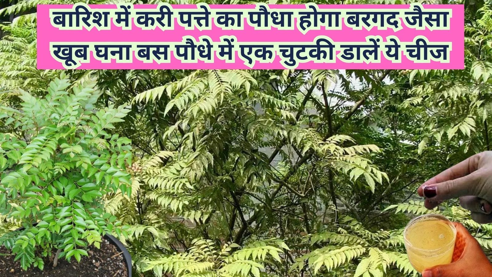 Gardening tips: बारिश के मौसम में करी पत्ते का पौधा होगा बरगद जैसा खूब घना, बस पौधे में एक चुटकी डालें ये चमत्कारी चीज हर डाल पर निकलेगी नई पत्तियां
