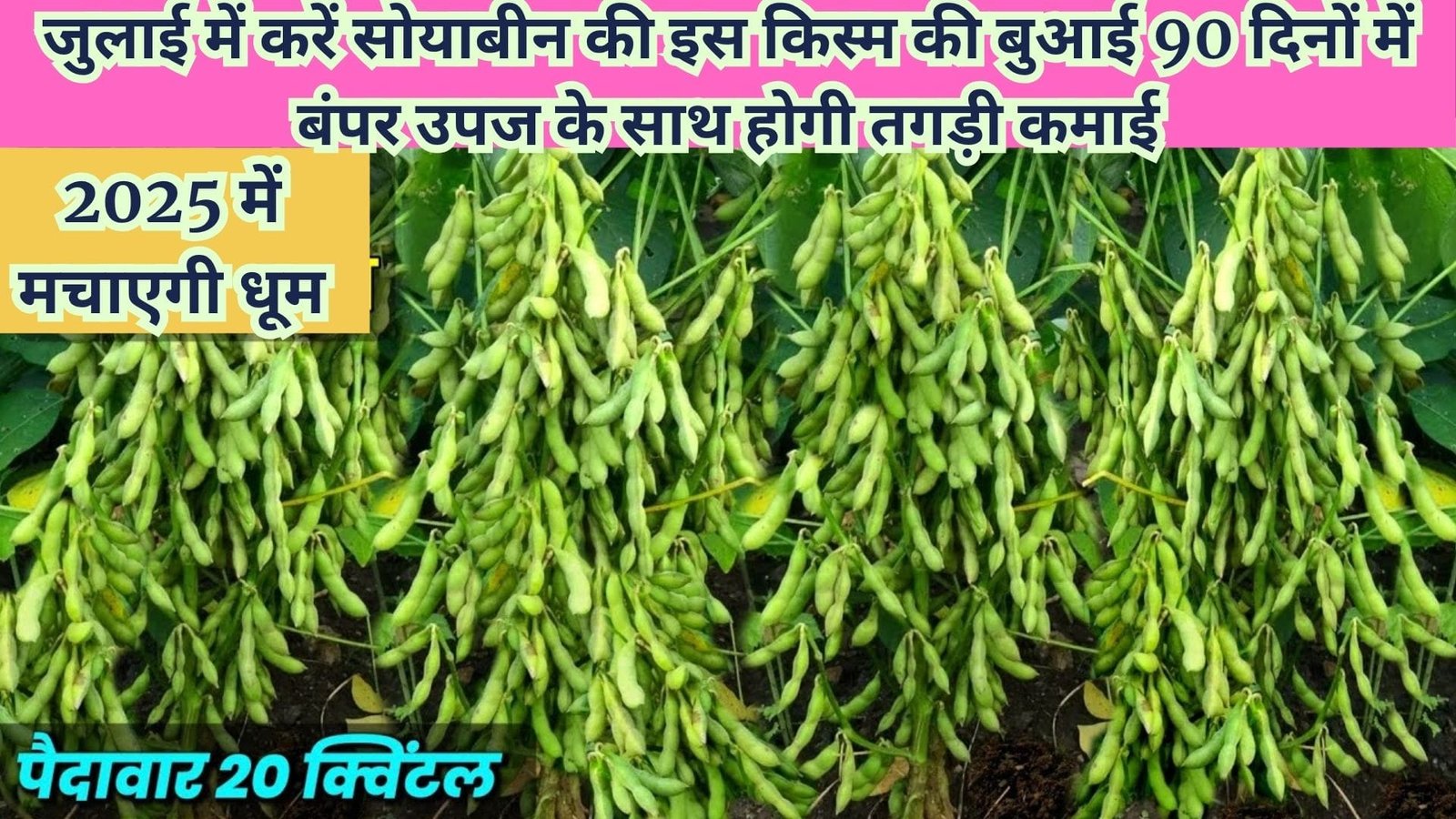 जुलाई में करें सोयाबीन की इस किस्म की बुआई, 90 दिनों में बंपर उपज के साथ होगी छप्परफाड़ कमाई 2025 में मचाएगी धूम, जाने नाम