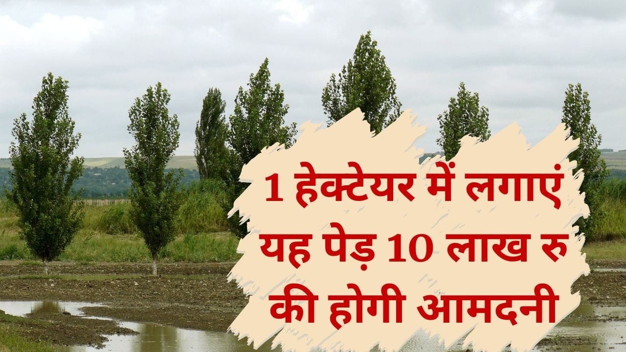 पॉपुलर पेड़ की खेती में कमाई