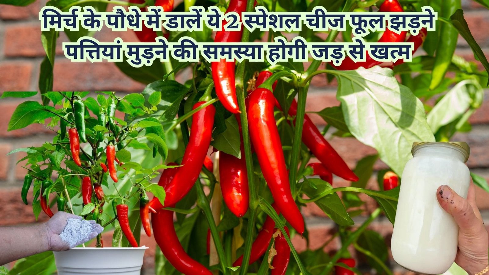 Gardening tips: मिर्च के पौधे में डालें ये 2 स्पेशल चीज, फूल झड़ने पत्तियां मुड़ने की समस्या होगी जड़ से खत्म गुच्छों में मिर्च से लद जाएगा पौधा