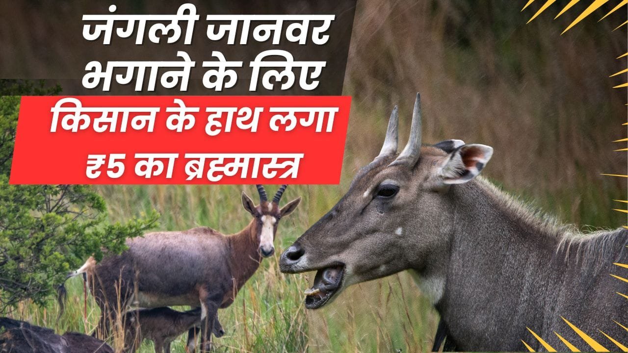 इस देसी टेक्नोलॉजी से बचाए जंगली जानवरों से फसल