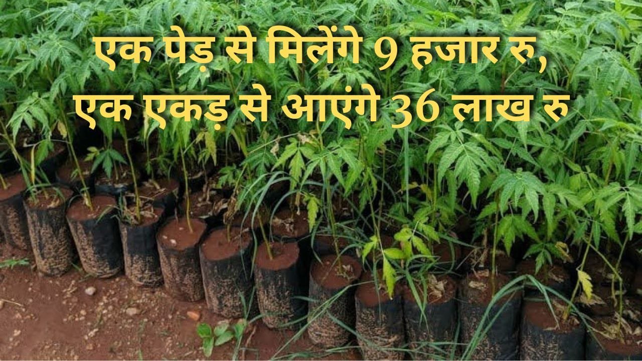 मालाबार नीम की खेती