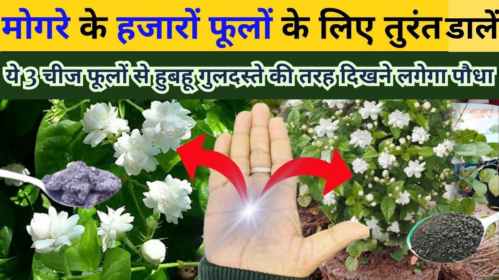 Gardening tips: मोगरे के पौधे में डालें ये 3 स्पेशल चीज, चमचमाते फूलों से हुबहू गुलदस्ते की तरह दिखने लगेगा छोटा सा पौधा, जाने नाम