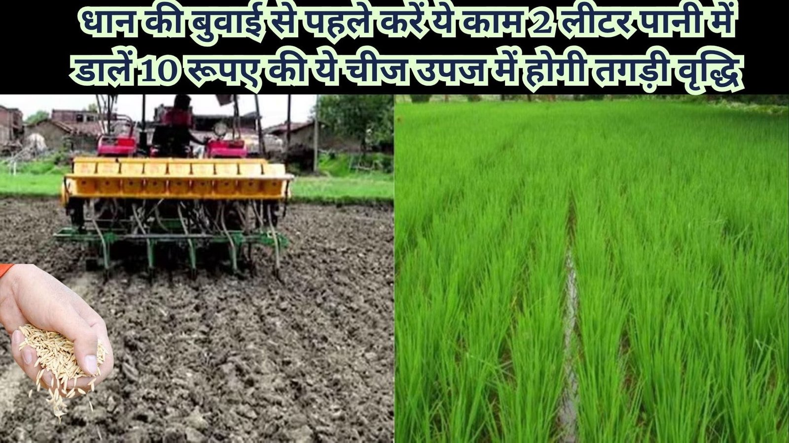 Agriculture tips: धान की बुवाई से पहले करें ये काम, 2 लीटर पानी में डालें 10 रूपए की ये चीज उपज में होगी तगड़ी वृद्धि एक भी कीट फसल को छू नहीं पायेगा
