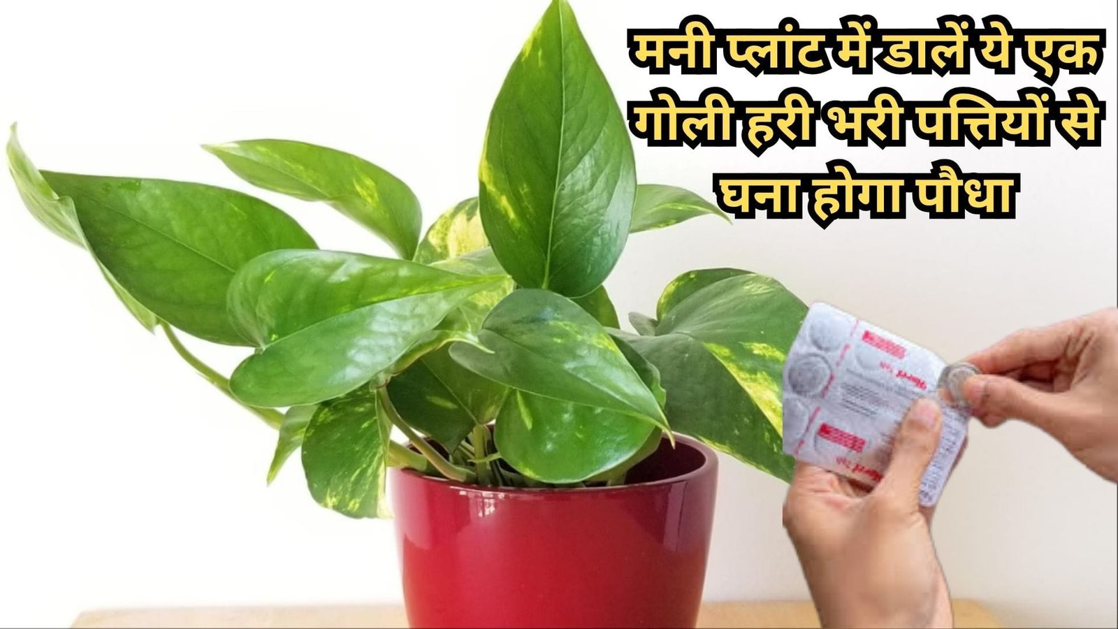 Gardening tips: मनी प्लांट में डालें ये एक गोली, हरी भरी पत्तियों से घना होगा पौधा बार-बार खाद पानी देने की भी नहीं रहेगी झंझट, जाने नाम