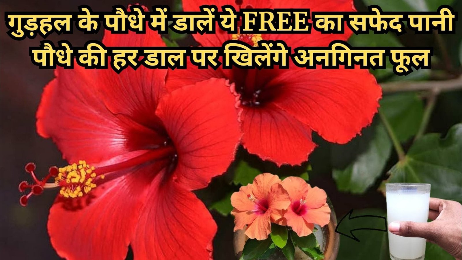 Gardening Tips: गुड़हल के पौधे में डालें ये FREE का सफेद पानी, पौधे की हर डाल पर खिलेंगे अनगिनत फूल, जाने पौधे से फूल लेने का राज